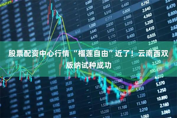 股票配资中心行情 “榴莲自由”近了！云南西双版纳试种成功